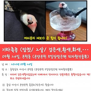 잃어버린 동물을 찾습니다 조류 충청남도 아산시