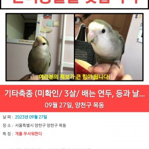 잃어버린 동물을 찾습니다 조류 서울특별시 양천구