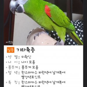 잃어버린 동물을 찾습니다 앵무새 강원도 강릉시