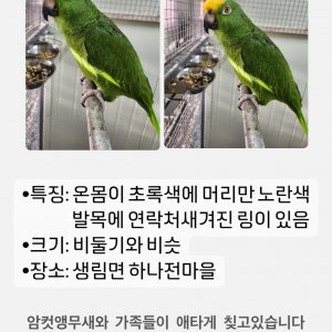 실종동물 앵무새 경상남도 김해시
