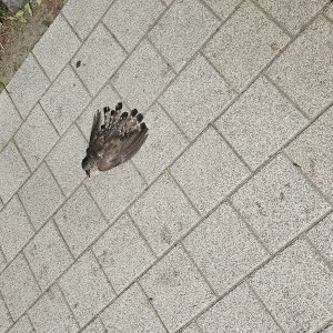 목격동물 조류 경기도 성남시 분당구