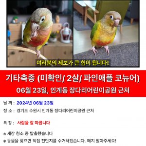 실종동물 조류 경기도 수원시 팔달구