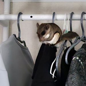 실종동물 포유류 경기도 고양시 일산동구