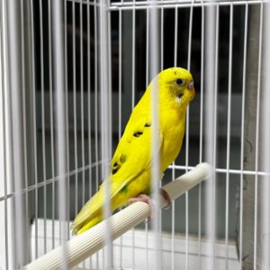 구조동물 조류 전라북도 전주시 완산구