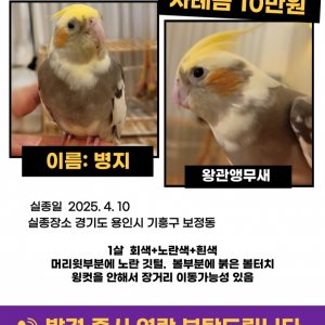 잃어버린 동물을 찾습니다 분실동물 전단지