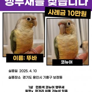 실종동물 조류 경기도 용인시 기흥구