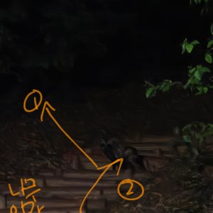 목격동물 페럿 광주광역시 광산구