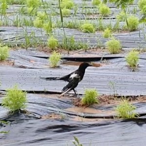 목격동물 조류 부산광역시 북구