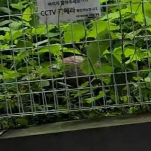 목격동물 포유류 경기도 부천시 소사구