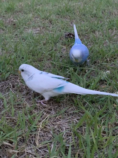 강아지,고양이,앵무새 등 실종동물을 찾습니다 보호,목격신고 : 동물보호센터