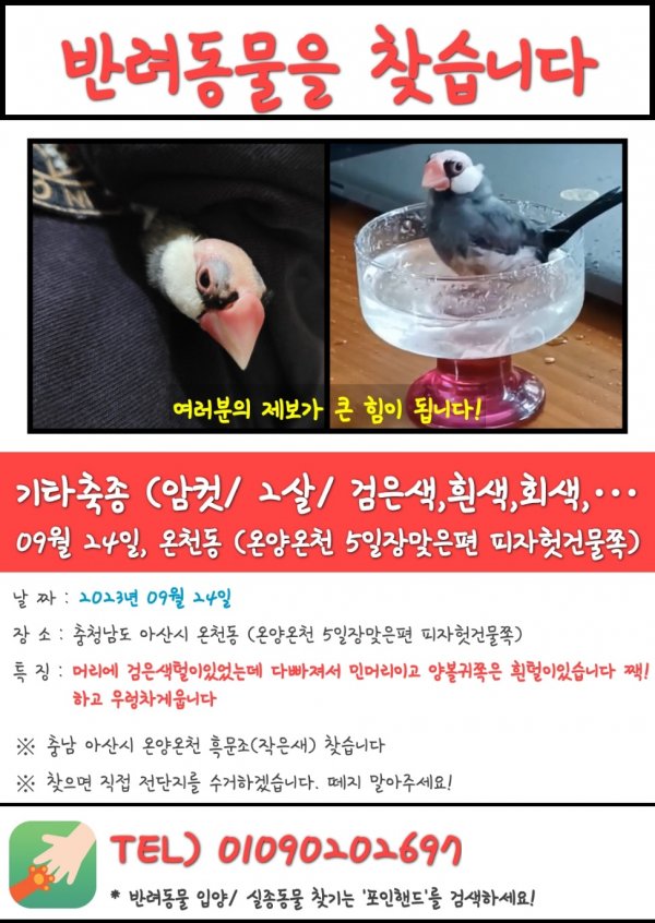 강아지,고양이,앵무새 등 실종동물을 찾습니다 보호,목격신고 : 동물보호센터