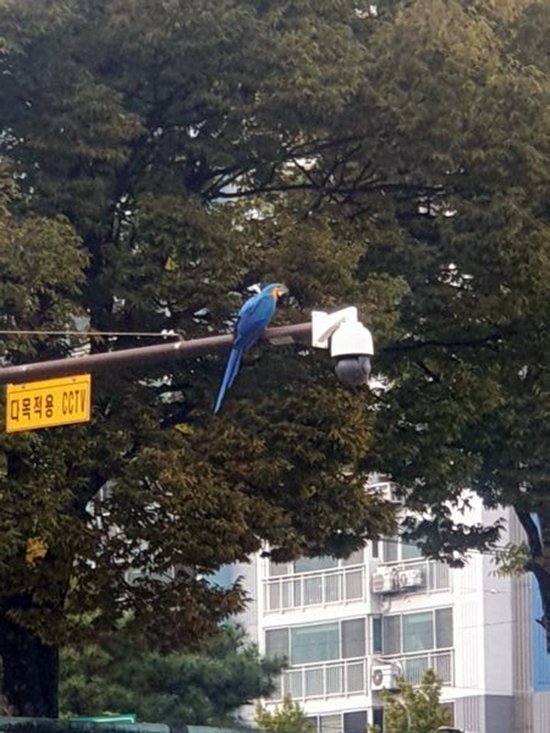 강아지,고양이,앵무새 등 실종동물을 찾습니다 보호,목격신고 : 동물보호센터