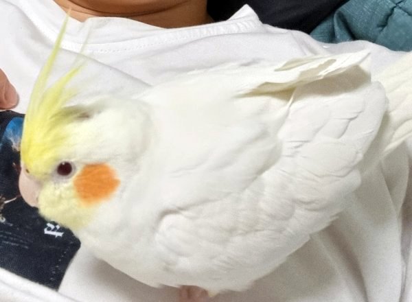강아지,고양이,앵무새 등 실종동물을 찾습니다 보호,목격신고 : 동물보호센터