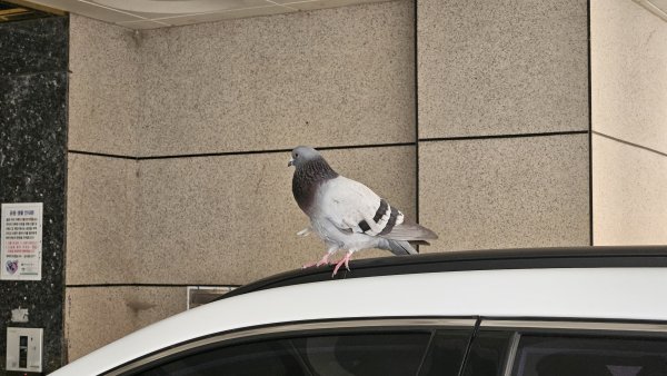 강아지,고양이,앵무새 등 실종동물을 찾습니다 보호,목격신고 : 동물보호센터