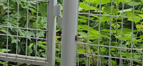 강아지,고양이,앵무새 등 실종동물을 찾습니다 보호,목격신고 : 동물보호센터