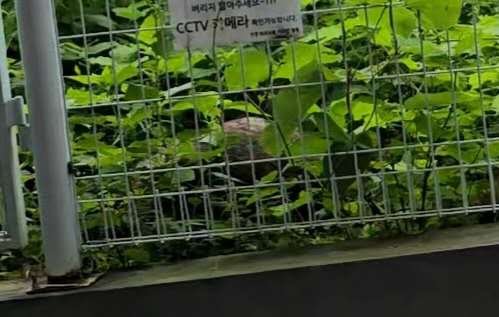 강아지,고양이,앵무새 등 실종동물을 찾습니다 보호,목격신고 : 동물보호센터