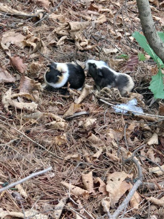 강아지,고양이,앵무새 등 실종동물을 찾습니다 보호,목격신고 : 동물보호센터